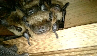 Think Wild says bat exclusions cannot legally be performed between June 1 and August 30, when young bats are unable to fly.