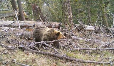 A grizzly bear walks through a forested area with fallen branches and logs, surrounded by trees and mossy ground.