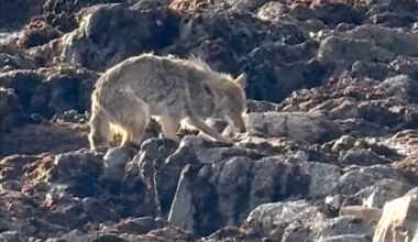 Bedraggled Coyote Filmed Stepping Foot on Alcatraz Island for the First Time in History