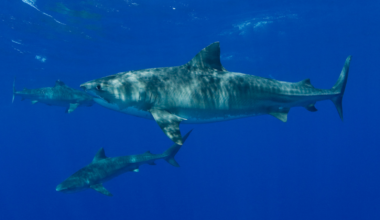 Three tiger sharks ( Galeocerdo cuvier ) North Shore, Oahu, Hawaii, USA ( Central Pacific Ocean ).