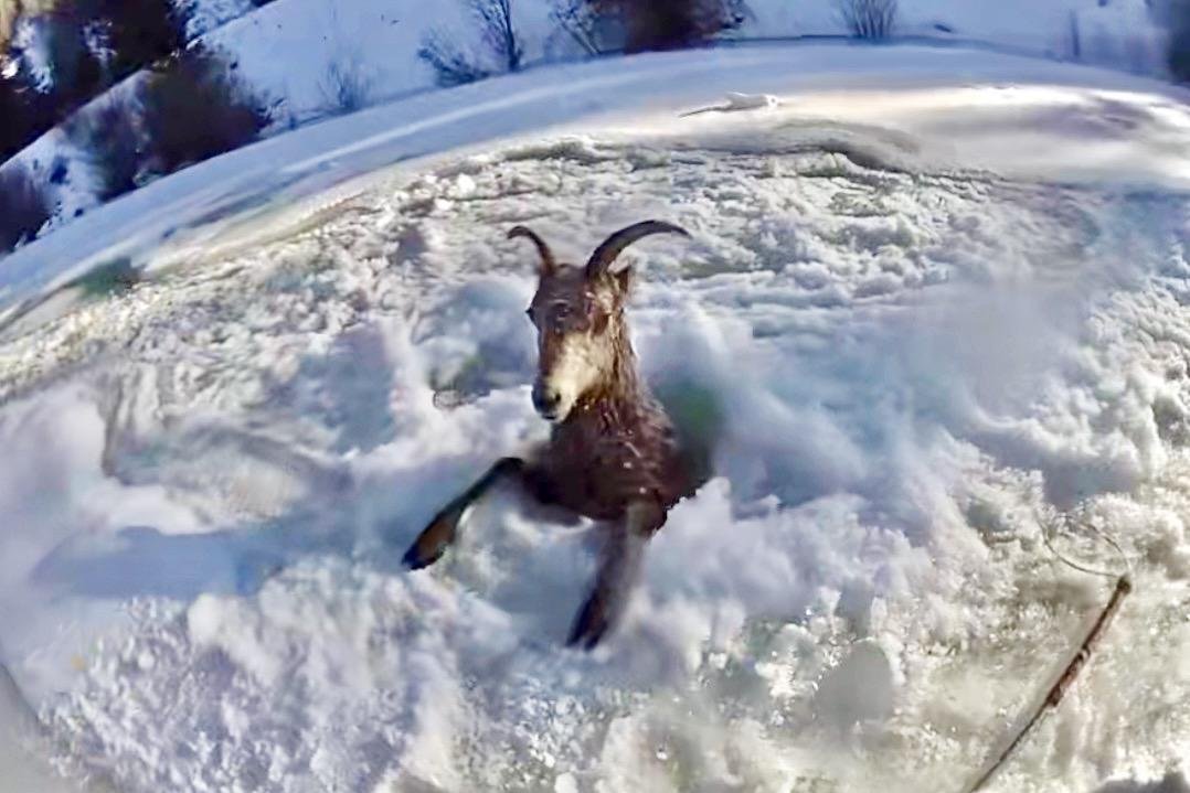 Watch: Bighorn sheep rescued from frozen river in Colorado
