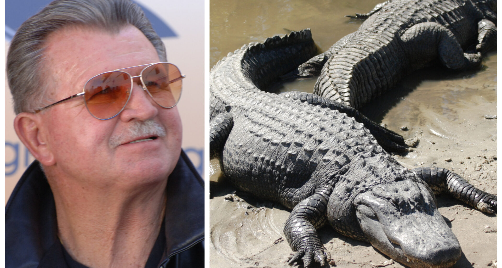Is Eating Alligator The Key To The Bears' Success? Ditka Thought So