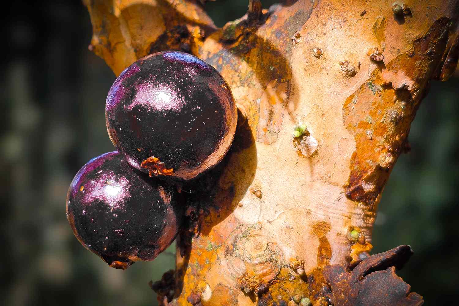 Is Jaboticaba the Next Breakout Superfood? Researchers Think So