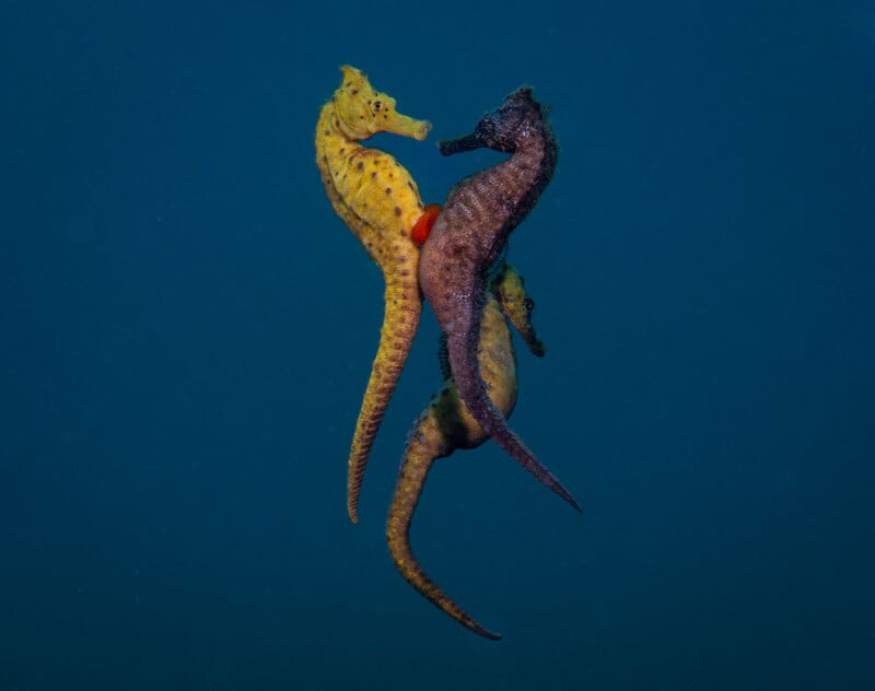 Two seahorses, one yellow and one brown, face each other and appear to be intertwined, floating upright against a deep blue underwater background.