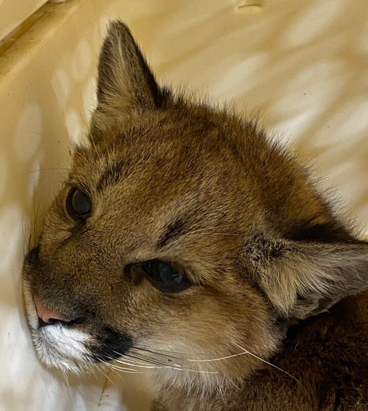 A 6-month-old mountain lion cub was found after reportedly being injured. Photo courtesy of California Department of Fish and Wildlife.
