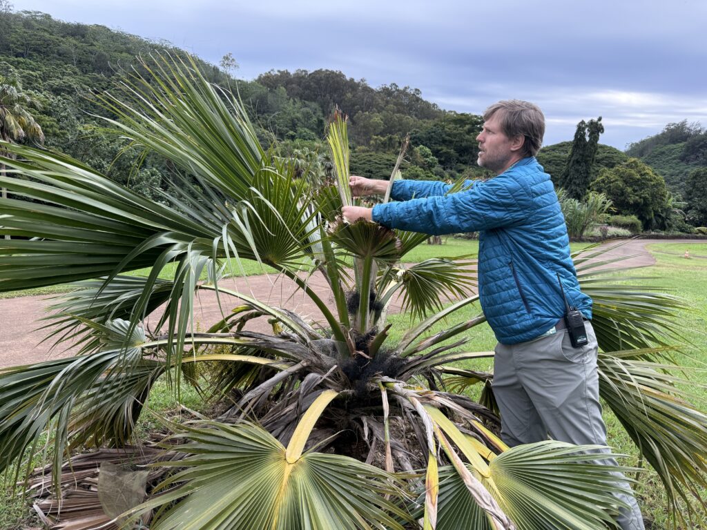 Tobias Koehler, director of National Tropical Botanical Garden's McBryde and Allerton gardens, points to a loulu palm collected from Moloka‘i that is recovering from Coconut Rhinoceros Beetle damage. The gardens on Kaua‘i's south shore have over 700 loulu palms encompassing 26 of the 27 species found on Earth.