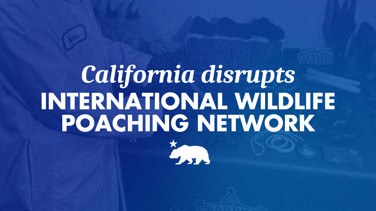 California disrupts international wildlife poaching network