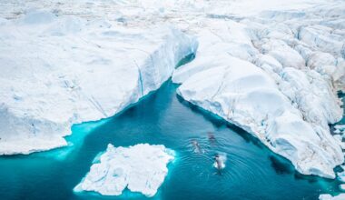Aerial view of Three Humpback whale mother and calf swimming in the icebergs of Ilulissat Icefjord. Greenland