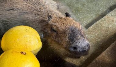 Look: Capybara named Prune wins 'long bath showdown'