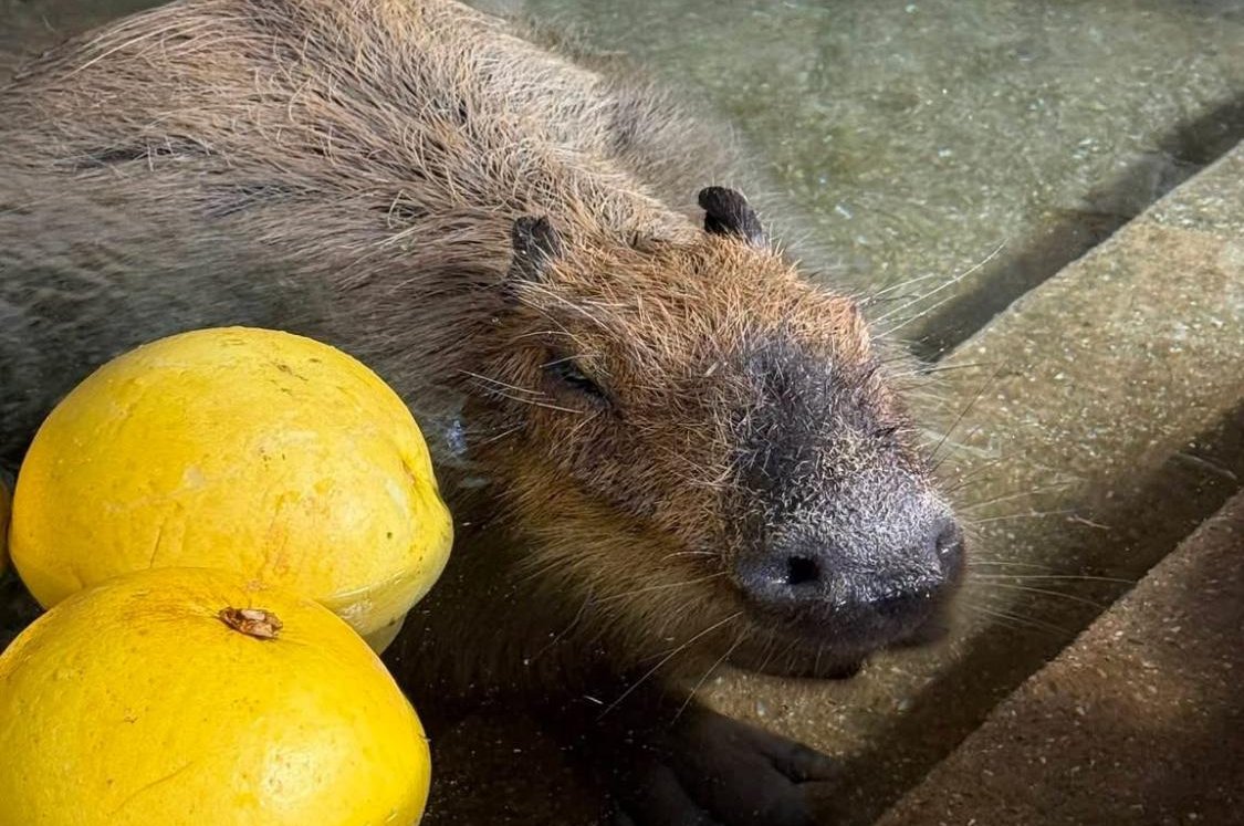 Look: Capybara named Prune wins 'long bath showdown'