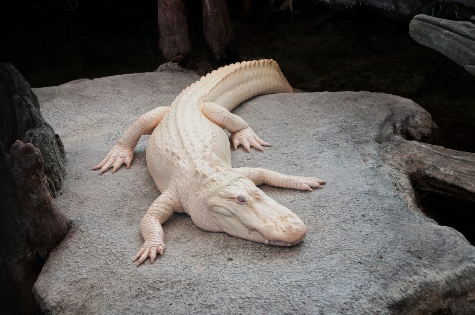 An albino alligator lies on a flat rock surface in a shaded enclosure.