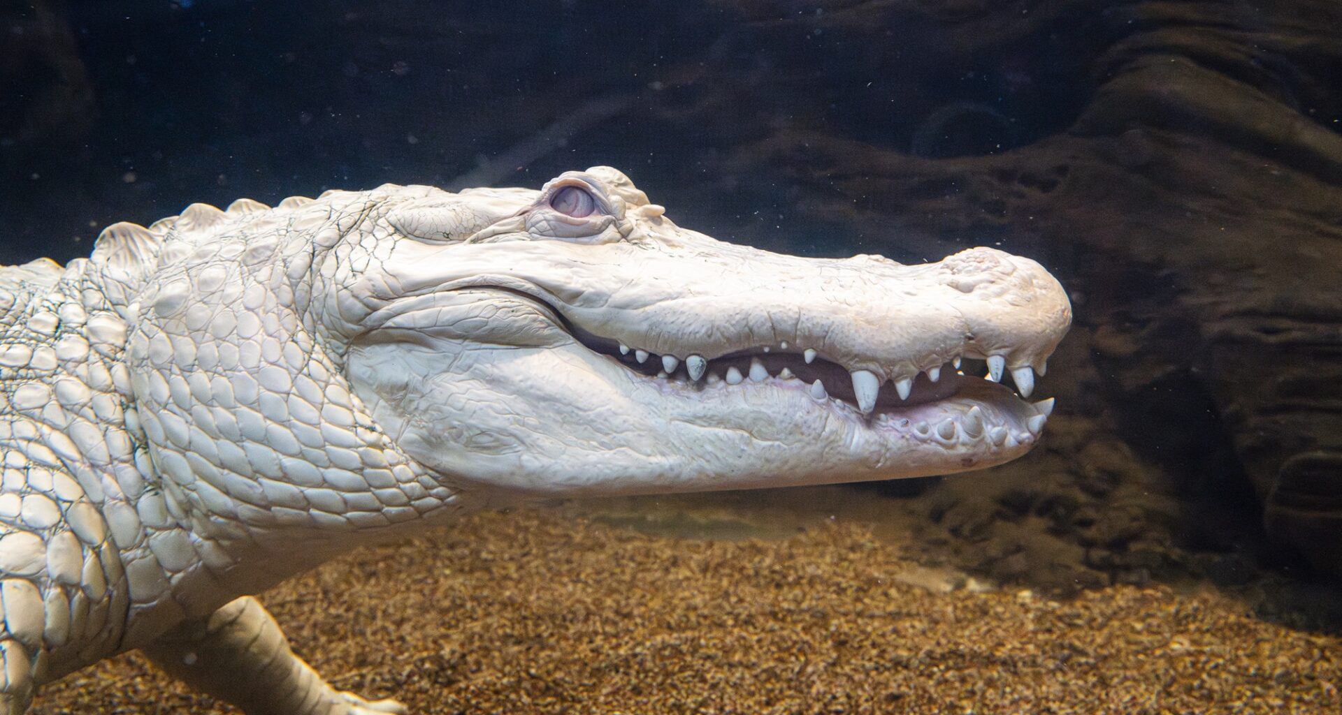 San Francisco One Step Closer to Avenue Accolade for Albino Alligator