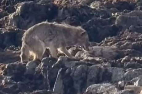 Watch: Coyote swims to Alcatraz Island in first-ever documented case