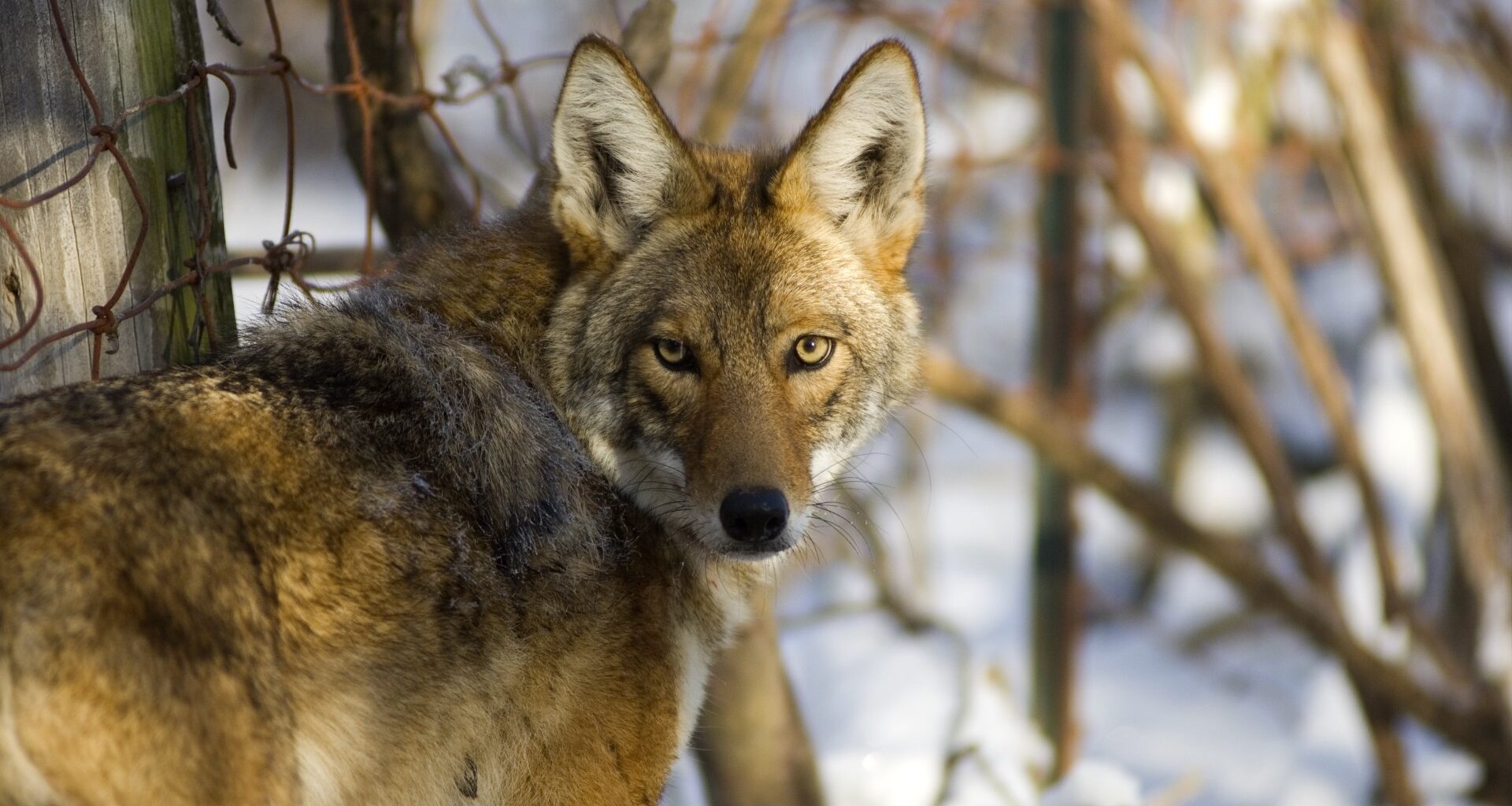 It just got easier to kill coyotes in Michigan year-round