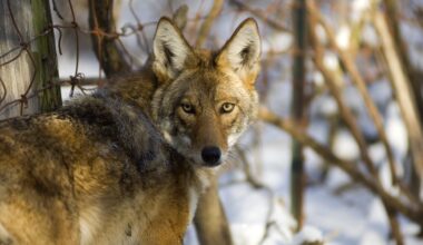 It just got easier to kill coyotes in Michigan year-round