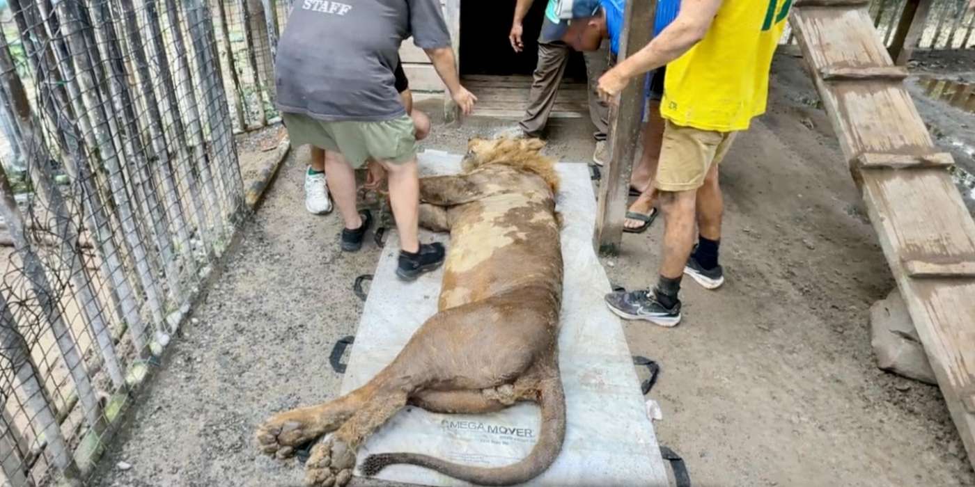 3 Rescued Lions Welcomed to Sanctuary After Traveling By Air, Sea, and American Highways From Honduras