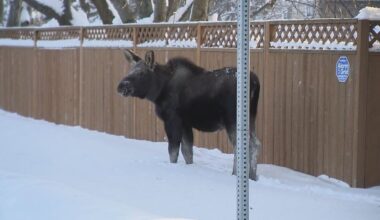 As more moose move into Anchorage, Fish and Game urges people to be cautious