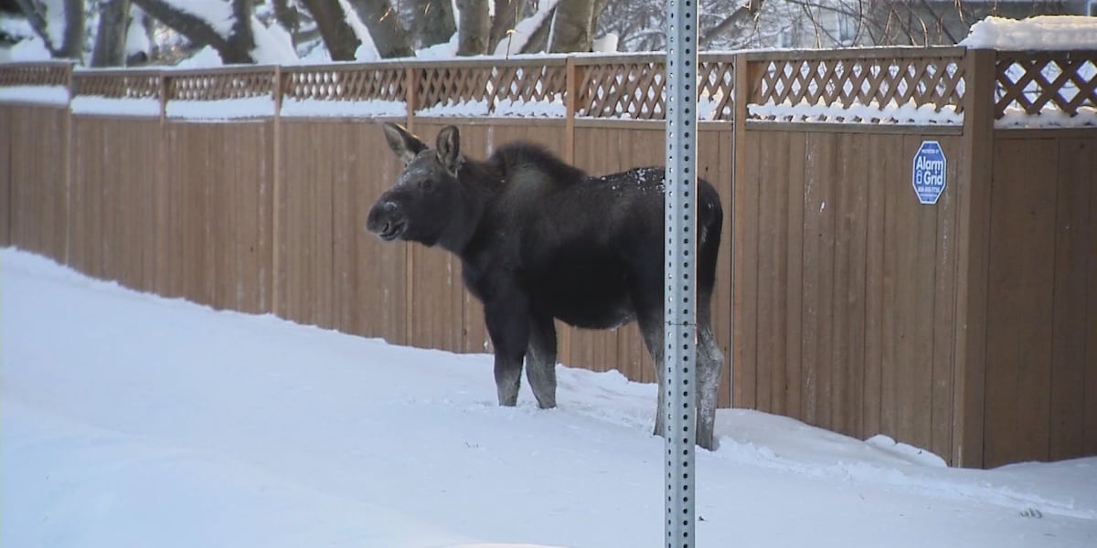 As more moose move into Anchorage, Fish and Game urges people to be cautious