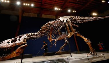 Scientists Uncover Secrets to Tyrannosaurus Rex’s Lifespan