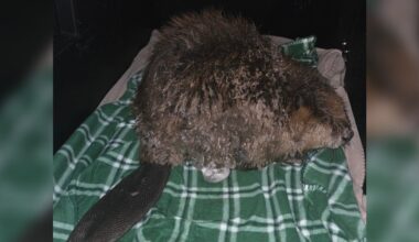 Lincoln Animal Control rescues beaver in central Lincoln