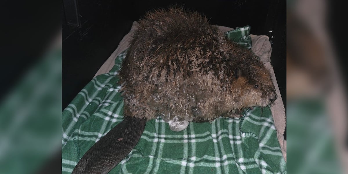 Lincoln Animal Control rescues beaver in central Lincoln