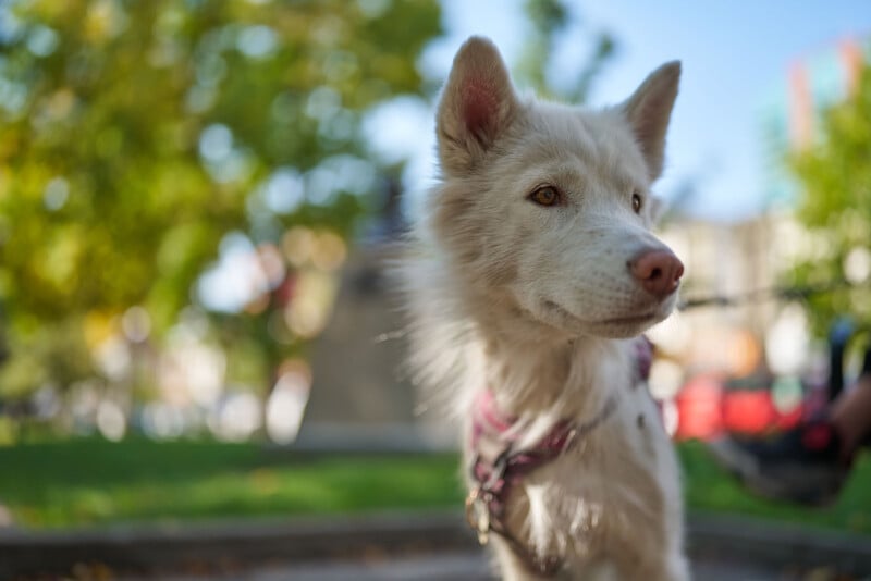 A white dog with light brown eyes and a pink nose stands outdoors on a leash, looking to the right. The background is blurred with green trees and hints of buildings and people.