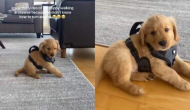 Video: Golden Retriever Puppy Hits Reverse After Failing To Turn Around