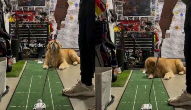 Video: Practicing Golf With Golden Retriever Ends Hilariously