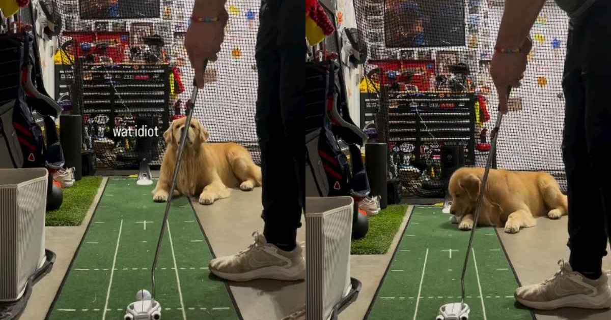 Video: Practicing Golf With Golden Retriever Ends Hilariously