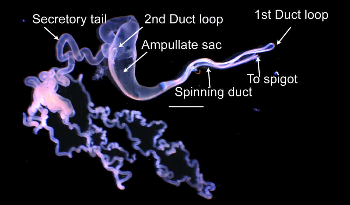 Darwin’s Bark Spider’s Extended Spinning Duct Could Be Behind Its Tough Silk.