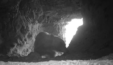 Cowboy State Daily logo