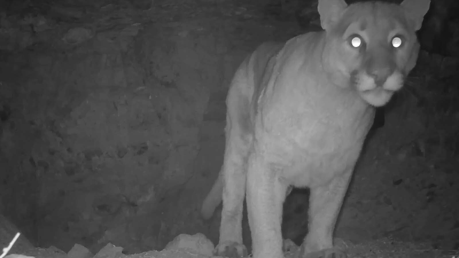 Wildlife filmmaker Casey Anderson set motion-activated cameras in two grizzly dens north of Yellowstone National Park in 2015. He finally recovered the cameras during the summer of 2025, and found they’d captured images of numerous wild animals.