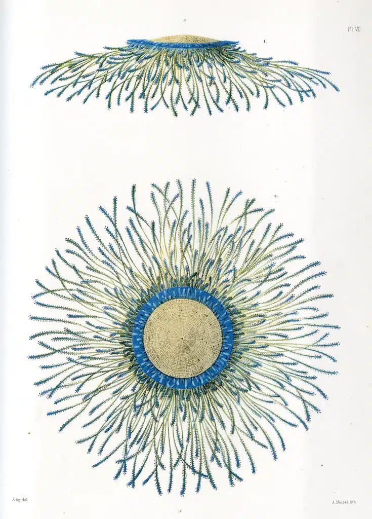 Detailed Illustration Of The Blue Button Jelly (porpita Porpita), Showing Its Radial Symmetry And Tentacle Structure From Both Top And Side Perspectives.