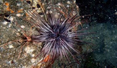 The Sea Urchin Apocalypse Is Real, and It Might Be Spreading Globally, Scientists Warn