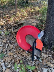 Doe with blinder on after being darted—Photo taken by Gary Lee