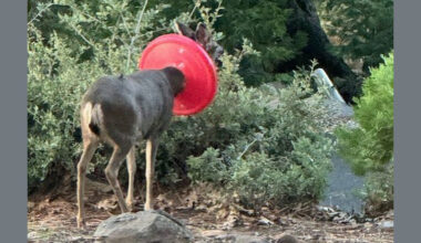 Doe with red cover around its neck—Photo taken by Gary Lee