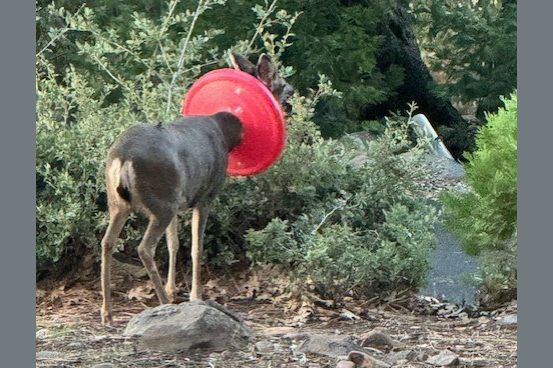 Doe with red cover around its neck—Photo taken by Gary Lee