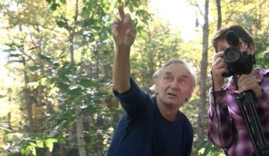 Once Wiped Out by Blight, Thousands of American Chestnut Trees are Thriving on Biologist’s Land in Maine