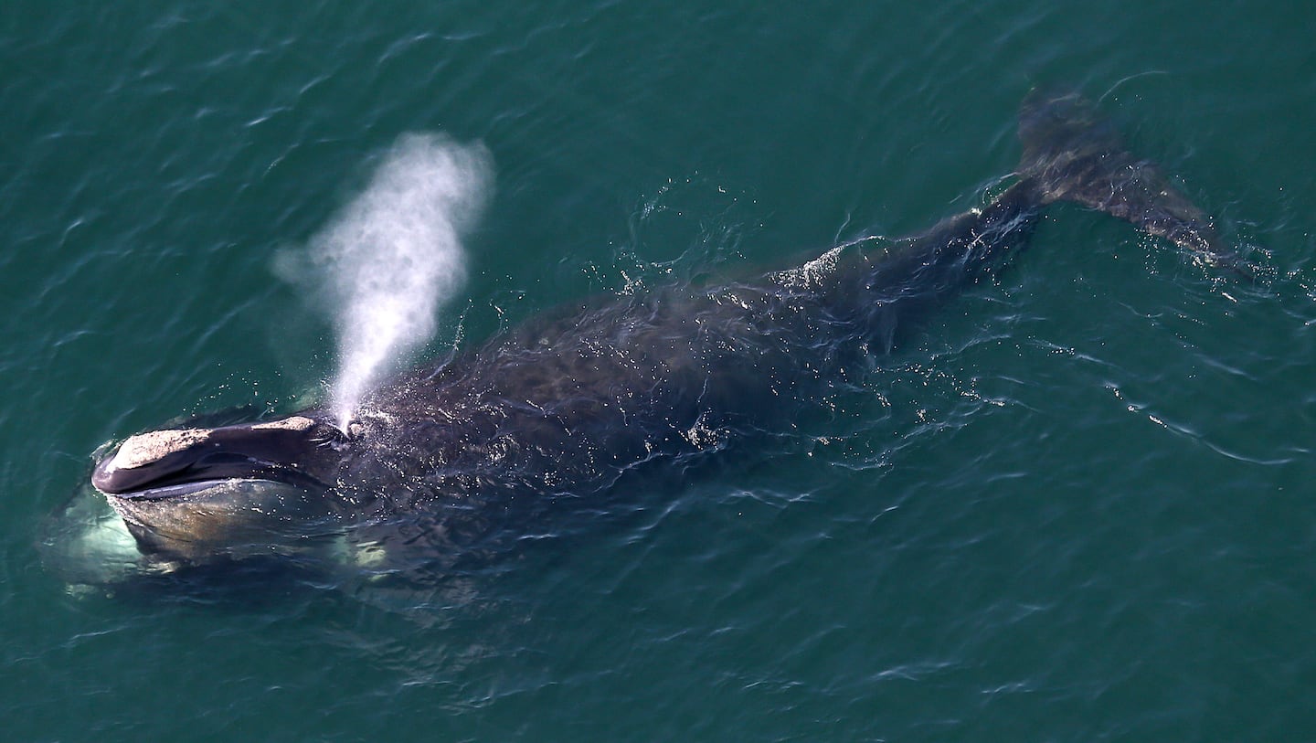 A group of the North Atlantic right whales swam off the shore of Duxbury in 2015. 