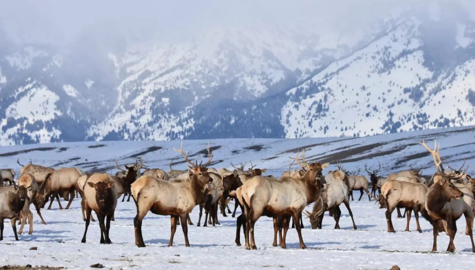 Fed agency looking for wildlife refuges that 'no longer align with the mission'