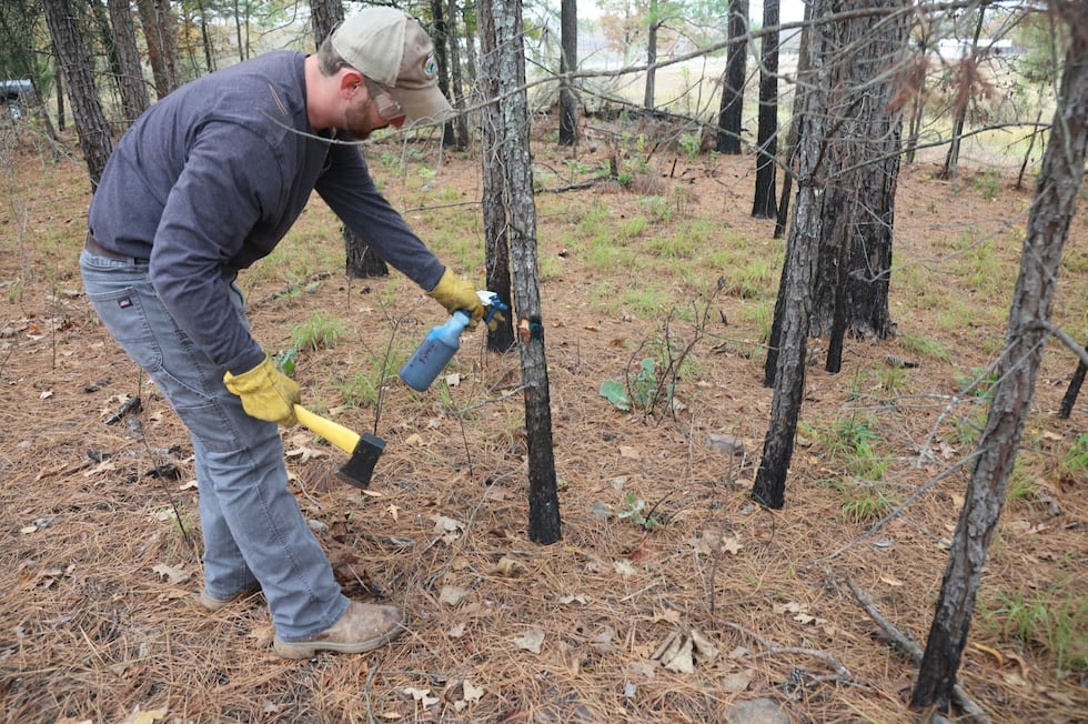 Removing invasive tree species and thinning dense forests to create more native forage for...