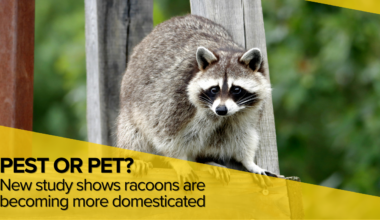 KRVN 880 – KRVN 93.1 – KAMI - Study: Racoons are becoming more domesticated - Rural Radio Network