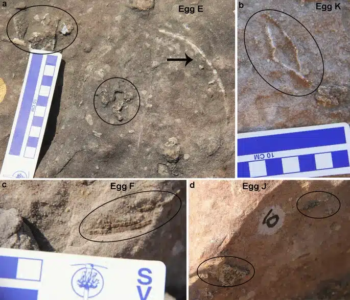 Field Images Of Eggs From Nest P7 Highlighting Random Eggshell Fragmentation