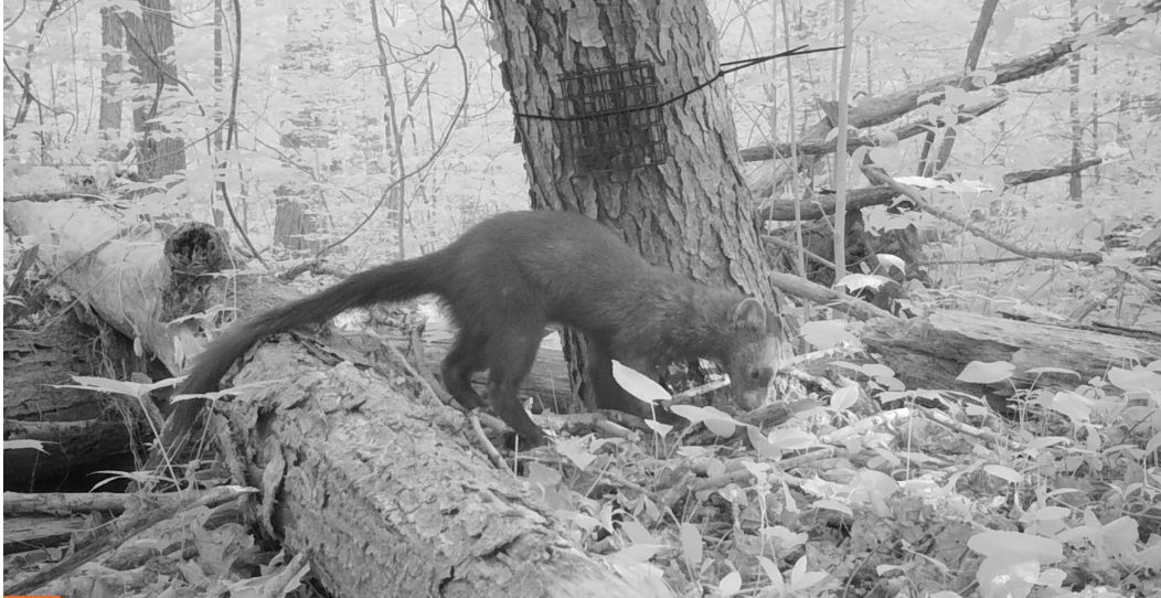 Fisher sighting in Cuyahoga County is first in nearly 200 years