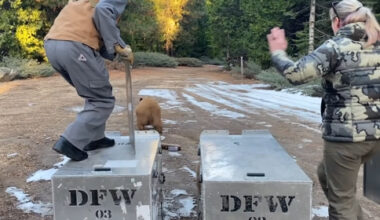 Releasing two bears into the wild in the Arnold area of Calaveras County—CDFW