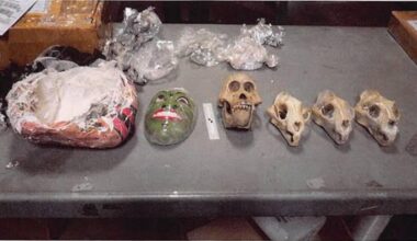An orangutan skull and leopard skulls were found in a package that was shipped to Adam Bied in March 2021.