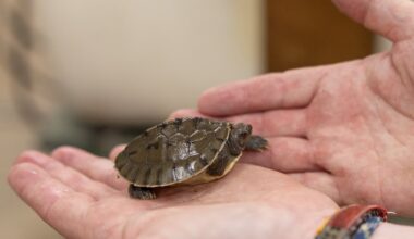 A curator holds a painted river terrapin hatchling at the Smithsonian’s National Zoo in Washington, D.C.