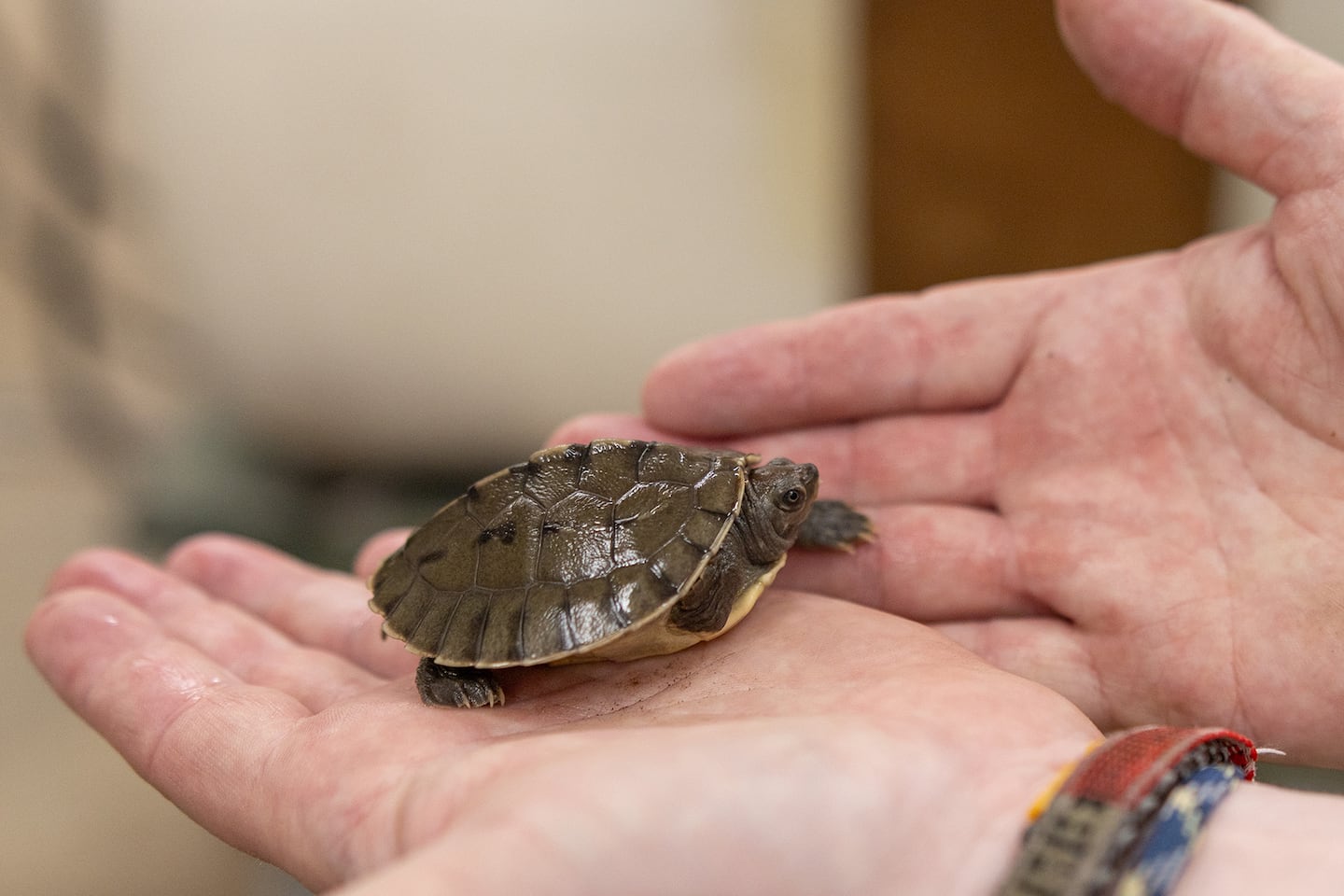 A curator holds a painted river terrapin hatchling at the Smithsonian’s National Zoo in Washington, D.C.