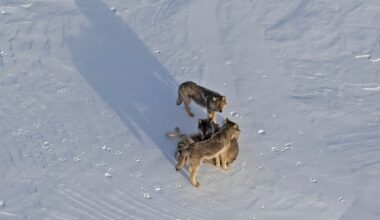 Wolf-Moose study team reaches remote Michigan island during deep freeze