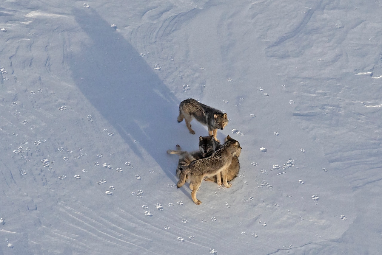 Wolf-Moose study team reaches remote Michigan island during deep freeze